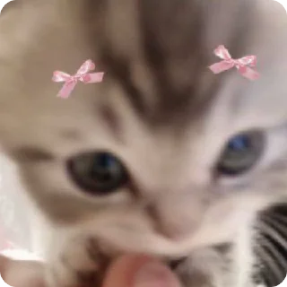 💅 emoji котики by adli🎀 Telegram sticker 16 of 63