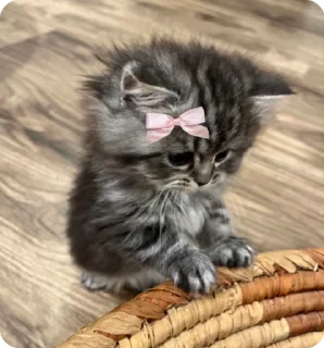 🎀 emoji котики by adli🎀 Telegram sticker 17 of 63