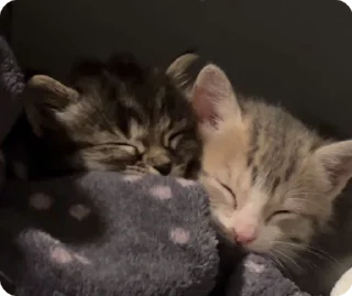 😴 emoji котики by adli🎀 Telegram sticker 22 of 63