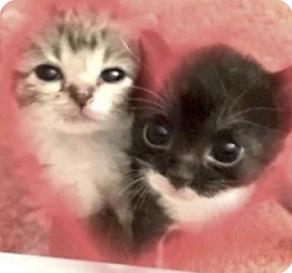 💞 emoji котики by adli🎀 Telegram sticker 9 of 63