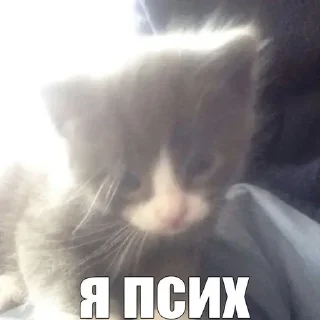 🌟 emoji X7йN9 п3р3DE1ы8Aй mi1it5es5sk Telegram sticker 21 of 120