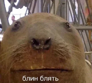 Sticker from Джул 2