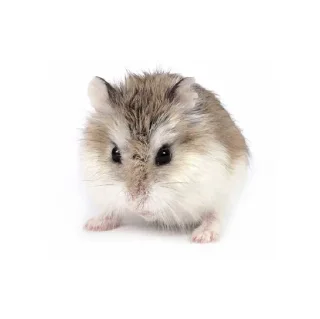 Sticker from 🦔 Left Hedgehog