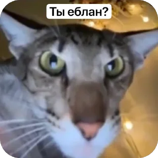 Sticker from Негры