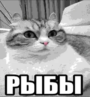 😅 emoji рыбыыыыыыыы ➡️ @Ctikerubot Telegram sticker 4 of 10