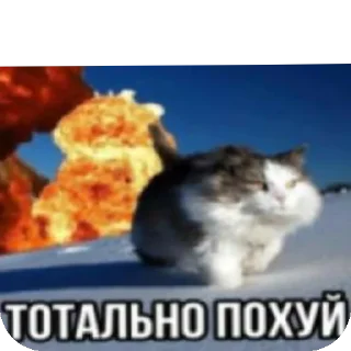 🐱 emoji автор стикеров- @Toonbriel13 Telegram sticker 24 of 85