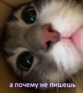 Sticker from Няш пикчи