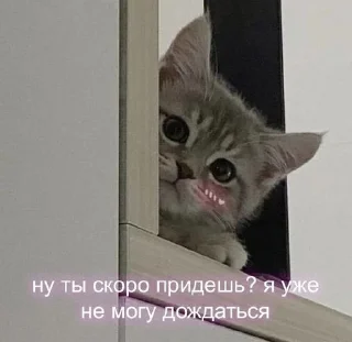 Sticker from Няш пикчи