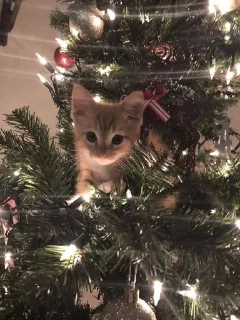 Sticker from Aesthetic New Year