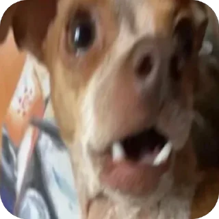 🌟 emoji Филька🐶 Telegram sticker 5 of 33