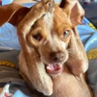 🌟 emoji Филька🐶 Telegram sticker 13 of 33