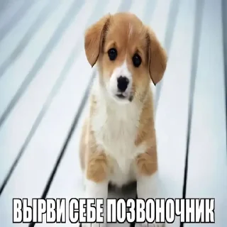 Sticker from [1]смехуятина от @arbuz_krutoi
