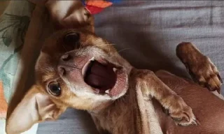 🌟 emoji Филька🐶 Telegram sticker 7 of 33