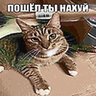 🖕 emoji расскажи как дрчть и мечтать Telegram sticker 22 of 120