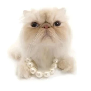 Sticker from Котике @Listonok