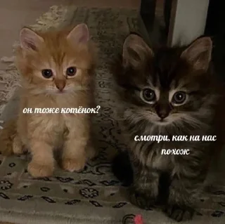 Sticker from кошька вишня ”ᵎ @plwjme