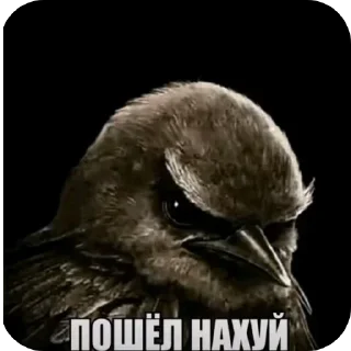 Sticker from БОЛЬШЕ ⇨ @CLOOBHUB МЕМЫ СТИКЕРЫ
