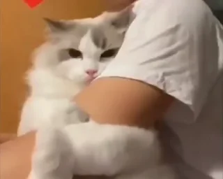 🐈 emoji котики для котят х2 Telegram sticker 22 of 50