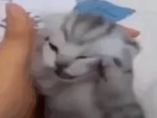 🐈 emoji котики для котят х2 Telegram sticker 5 of 50