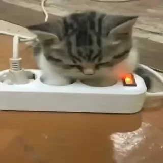 🐈 emoji котики для котят х2 Telegram sticker 8 of 50