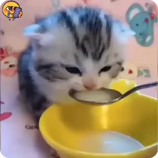 🐈 emoji котики для котят х2 Telegram sticker 12 of 50
