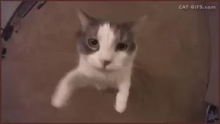 🐈 emoji котики для котят х2 Telegram sticker 17 of 50