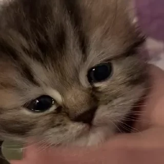 🐈 emoji котики для котят х2 Telegram sticker 10 of 50