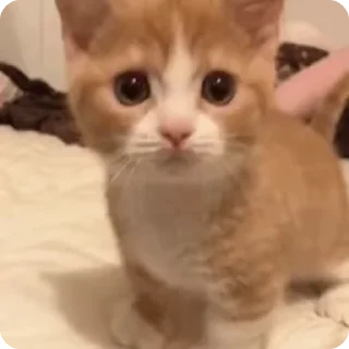 котики для котят х2 sticker 3
