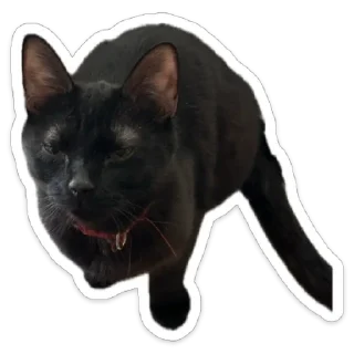 Sticker from Кот.Долбик
