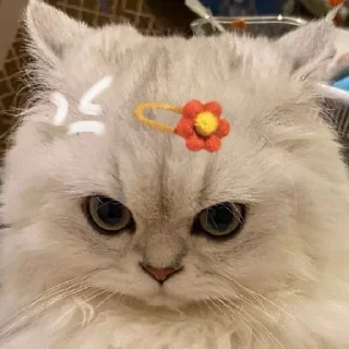 Sticker from Котики