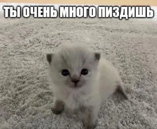 😒 emoji 😻 Telegram sticker 5 of 120