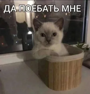 😒 emoji 😻 Telegram sticker 21 of 120