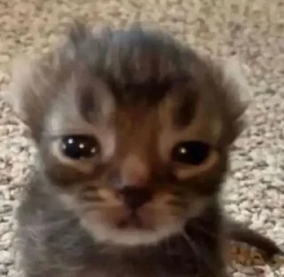 🙁 emoji 😻 Telegram sticker 13 of 120