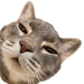 Sticker from Funny cats by @maved_stleslmra