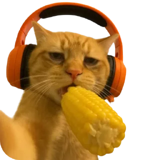 Sticker from Funny cats by @maved_stleslmra