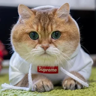 Sticker from Котики