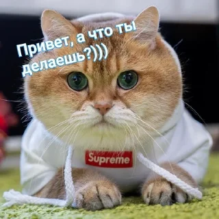 Sticker from Котики