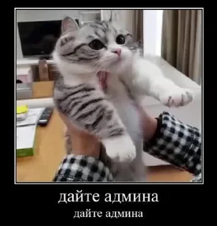 Sticker from Стикеры на заказ@CAT77777top