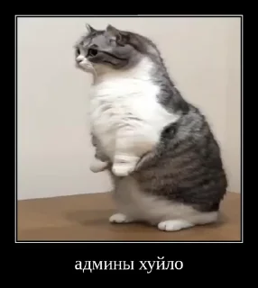 Sticker from Стикеры на заказ@CAT77777top