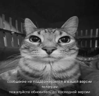 Sticker from цурсед снюс