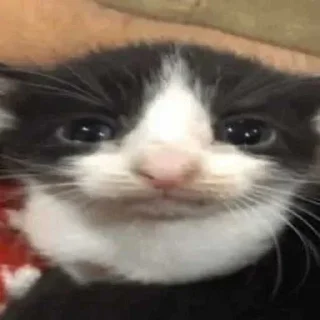😞 emoji ягандон 👋👋👋 ➡️ @Ctikerubot Telegram sticker 11 of 14