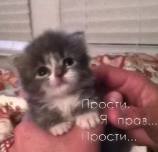 ❤️ emoji добрые котята Telegram sticker 14 of 107