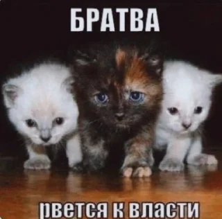 Sticker from добрые котята