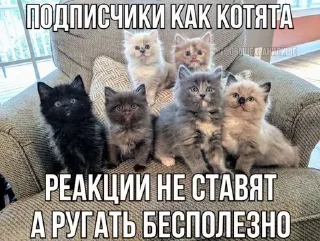 ❤️ emoji добрые котята Telegram sticker 7 of 107