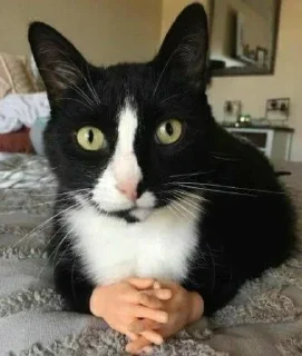 🌟 emoji добрые котята Telegram sticker 22 of 107
