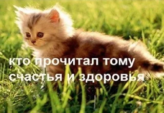 ❤️ emoji добрые котята Telegram sticker 15 of 107
