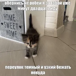 ❤️ emoji добрые котята Telegram sticker 18 of 107
