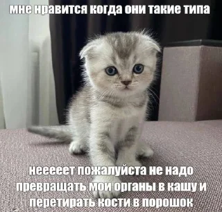 ❤️ emoji добрые котята Telegram sticker 13 of 107