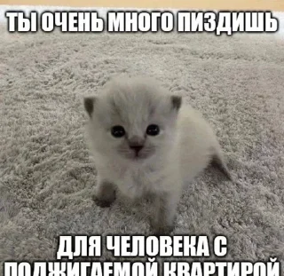 ❤️ emoji добрые котята Telegram sticker 19 of 107