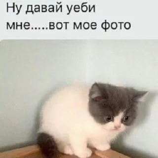 ❤️ emoji добрые котята Telegram sticker 5 of 107